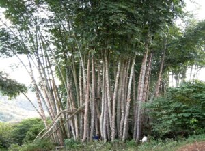 Dendrocalamus sinicus