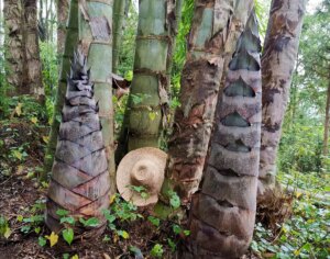 Dendrocalamus sinicus