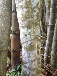 Dendrocalamus sinicus