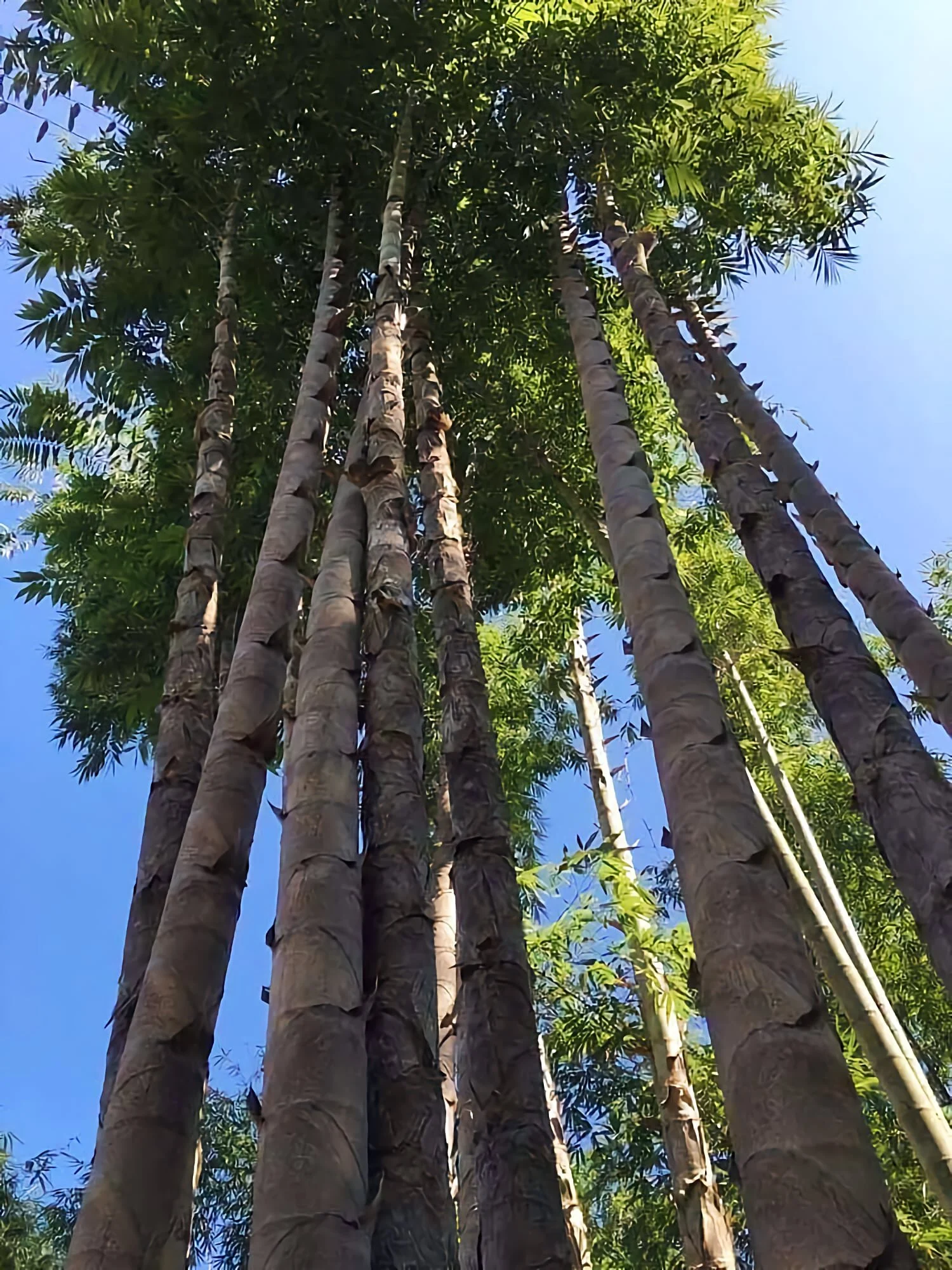 Dendrocalamus sinicus