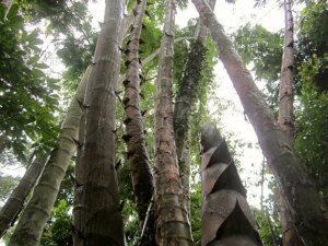 Dendrocalamus sinicus