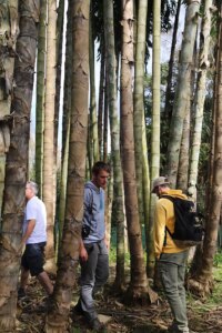 Dendrocalamus sinicus