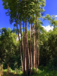 Dendrocalamus sinicus