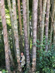 Dendrocalamus sinicus