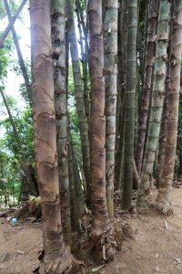 Dendrocalamus sinicus