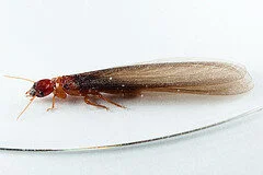 Drywood Termite Drywood Termite