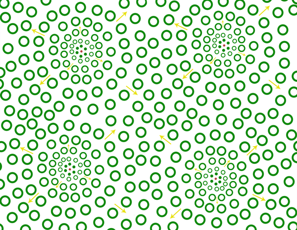 The Formation of a Bamboo Forest © www.guaduabamboo.com The Formation of a Bamboo Forest © www.guaduabamboo.com