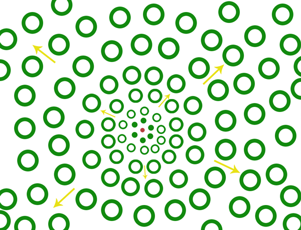 Formation of a Bamboo Clump © www.guaduabamboo.com Formation of a Bamboo Clump © www.guaduabamboo.com