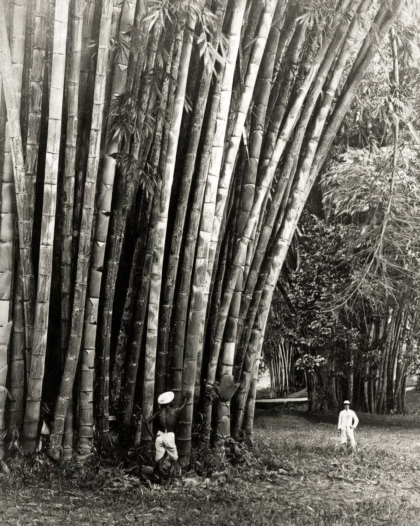 Giant Bamboo - Courtesy: Save Trees-"Save World"