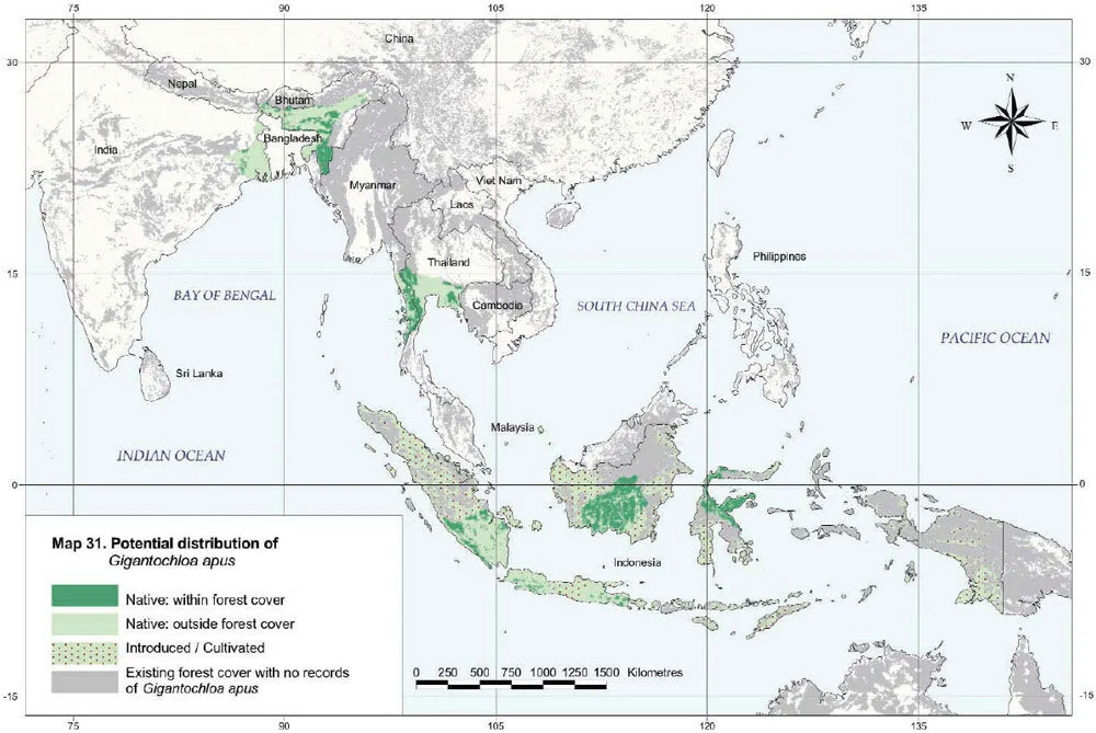 Gigantochloa apus Distribution Map Gigantochloa apus Distribution Map