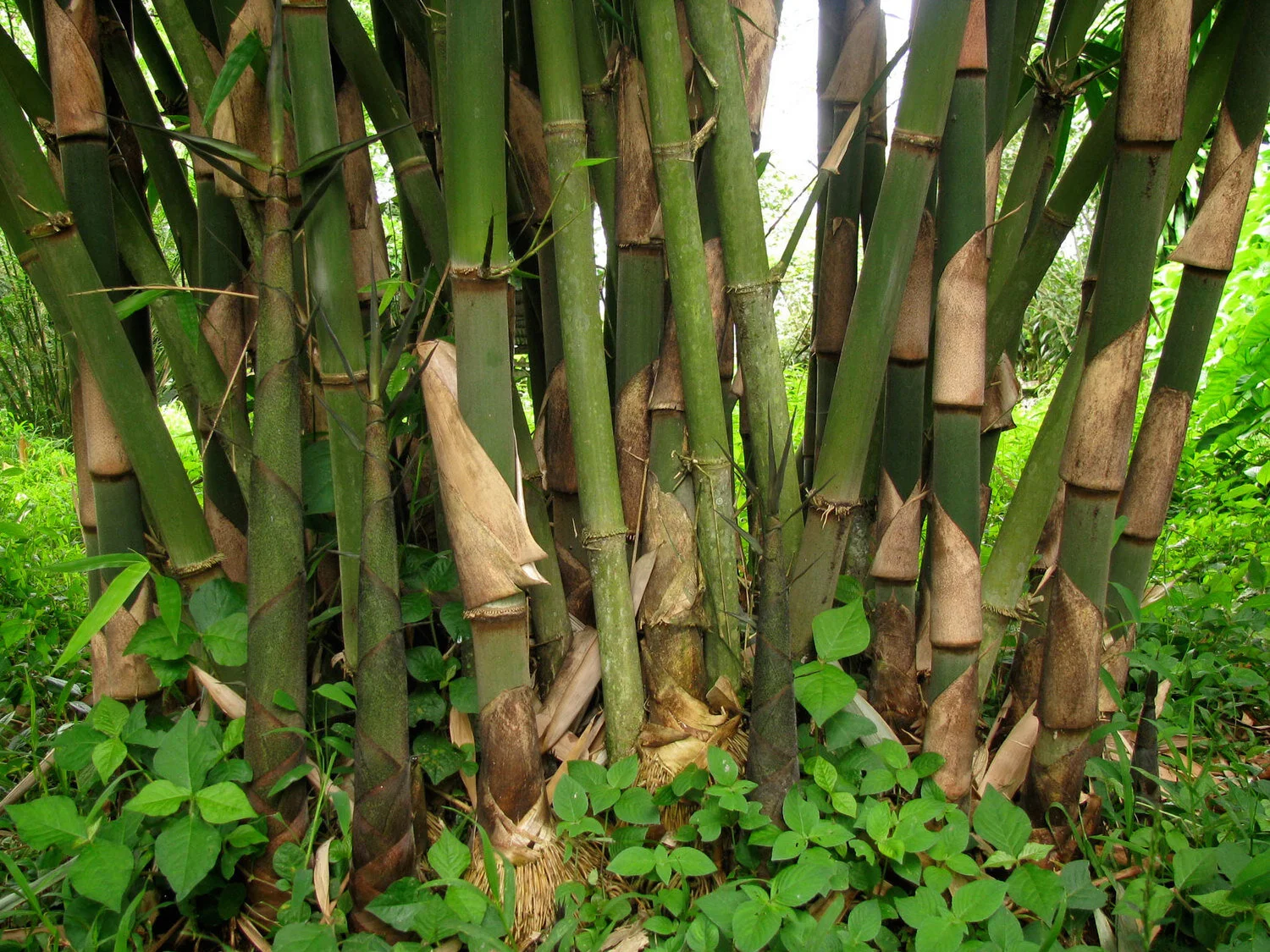 Gigantochloa