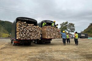 Guadua Bamboo Poles Shipped to Belgium for Europe’s Largest Bamboo Tower