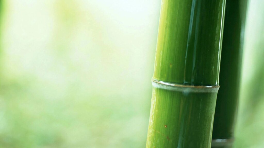 Common Bamboo Names
