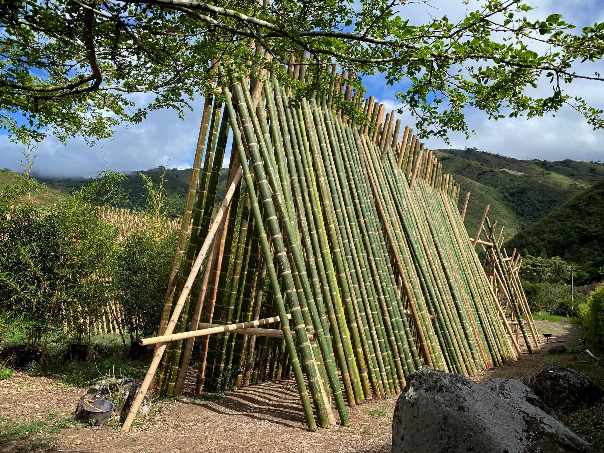 Green Bamboo Poles Drying