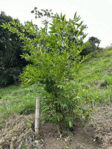 Adopt a Bamboo - Phase #1