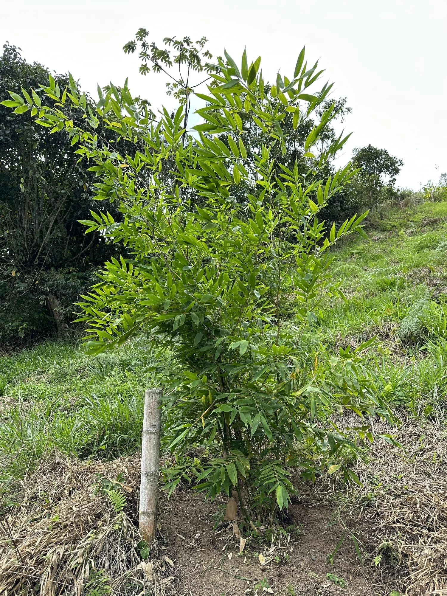 Guadua angustifolia - Sector #1