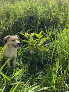 Adopt a Bamboo - Phase #1