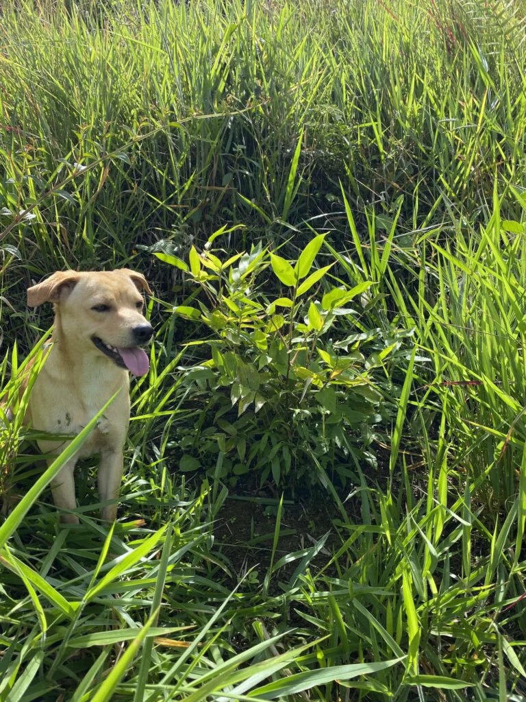 Reforestation in Colombia - Adopt a Bamboo - Sector 2