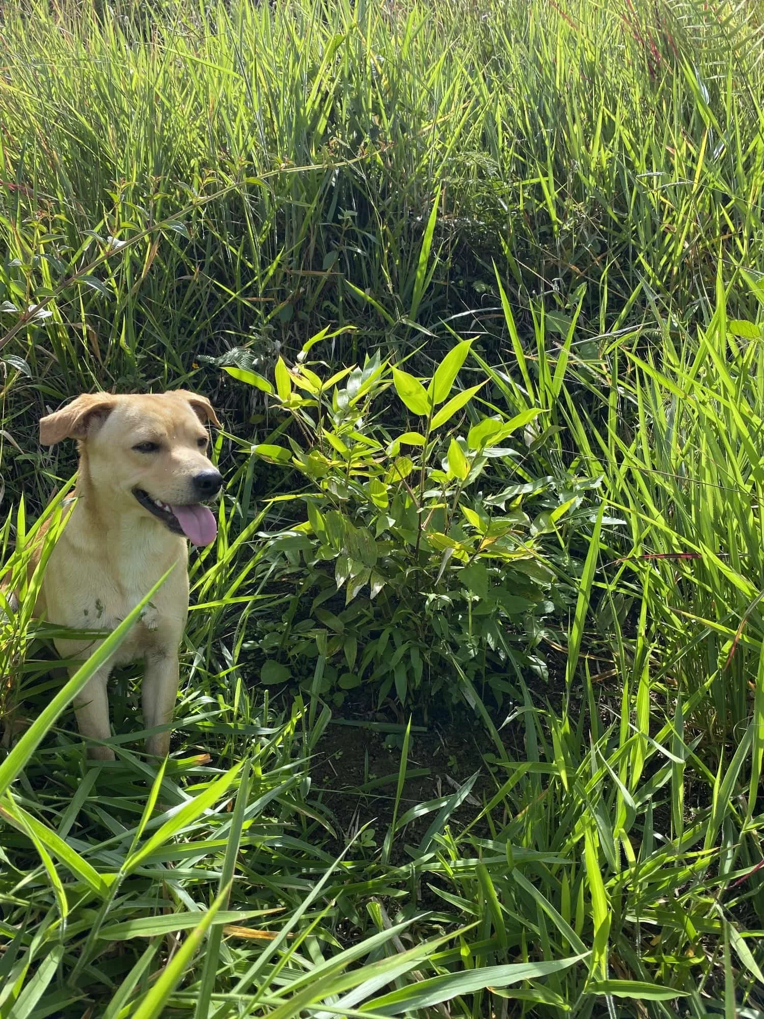 Guadua angustifolia - Sector #1 15 Guadua angustifolia - Sector #1