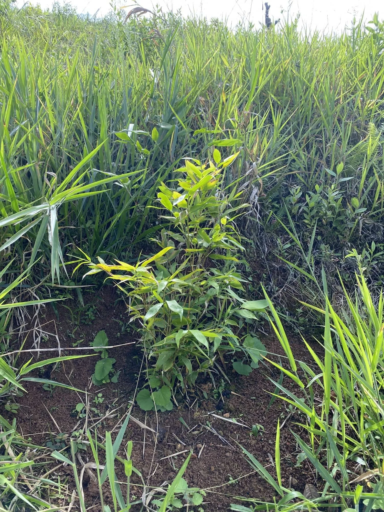 Guadua angustifolia - Sector #1 17 Guadua angustifolia - Sector #1