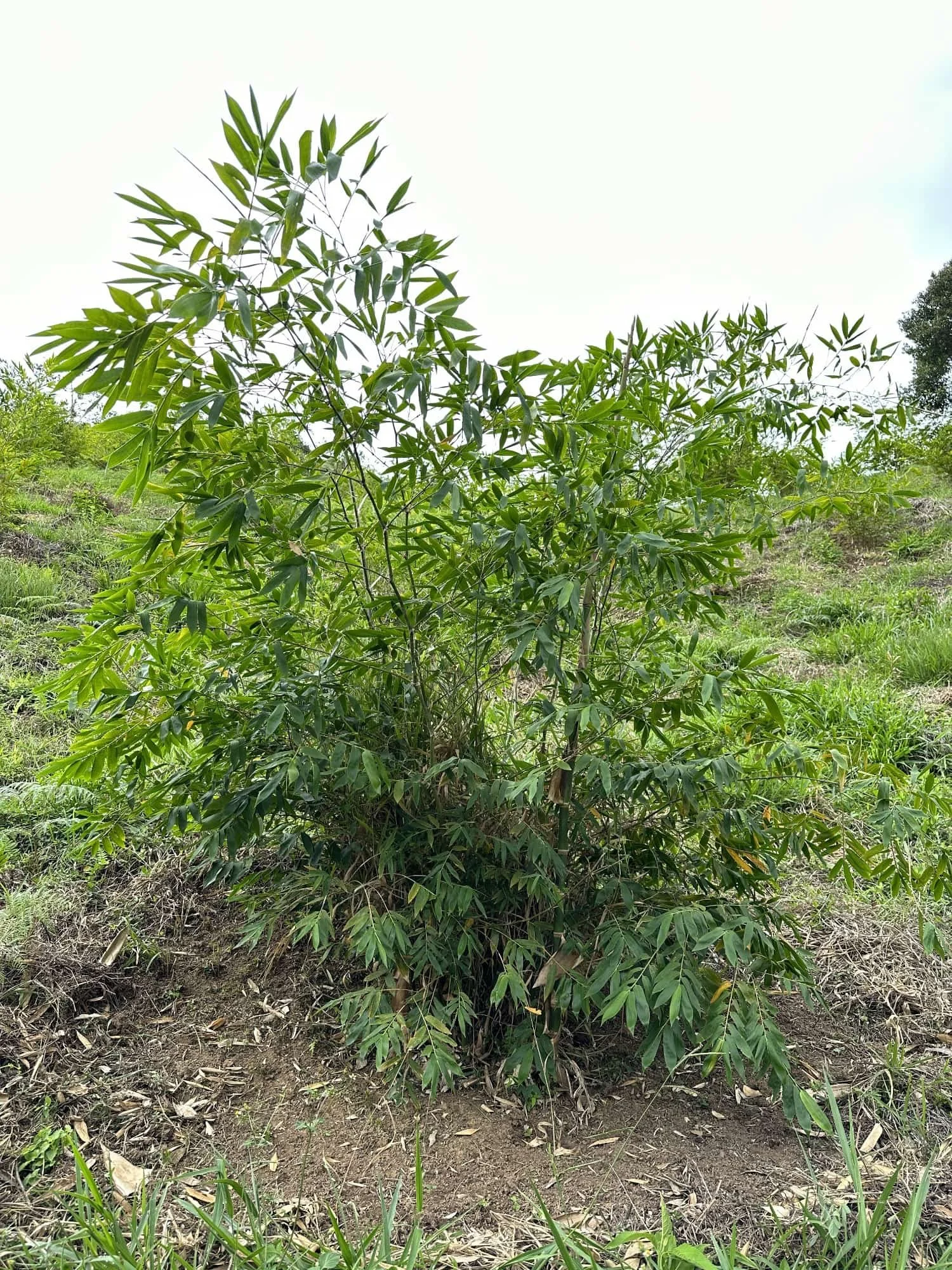 Guadua angustifolia - Sector #1 19 Guadua angustifolia - Sector #1