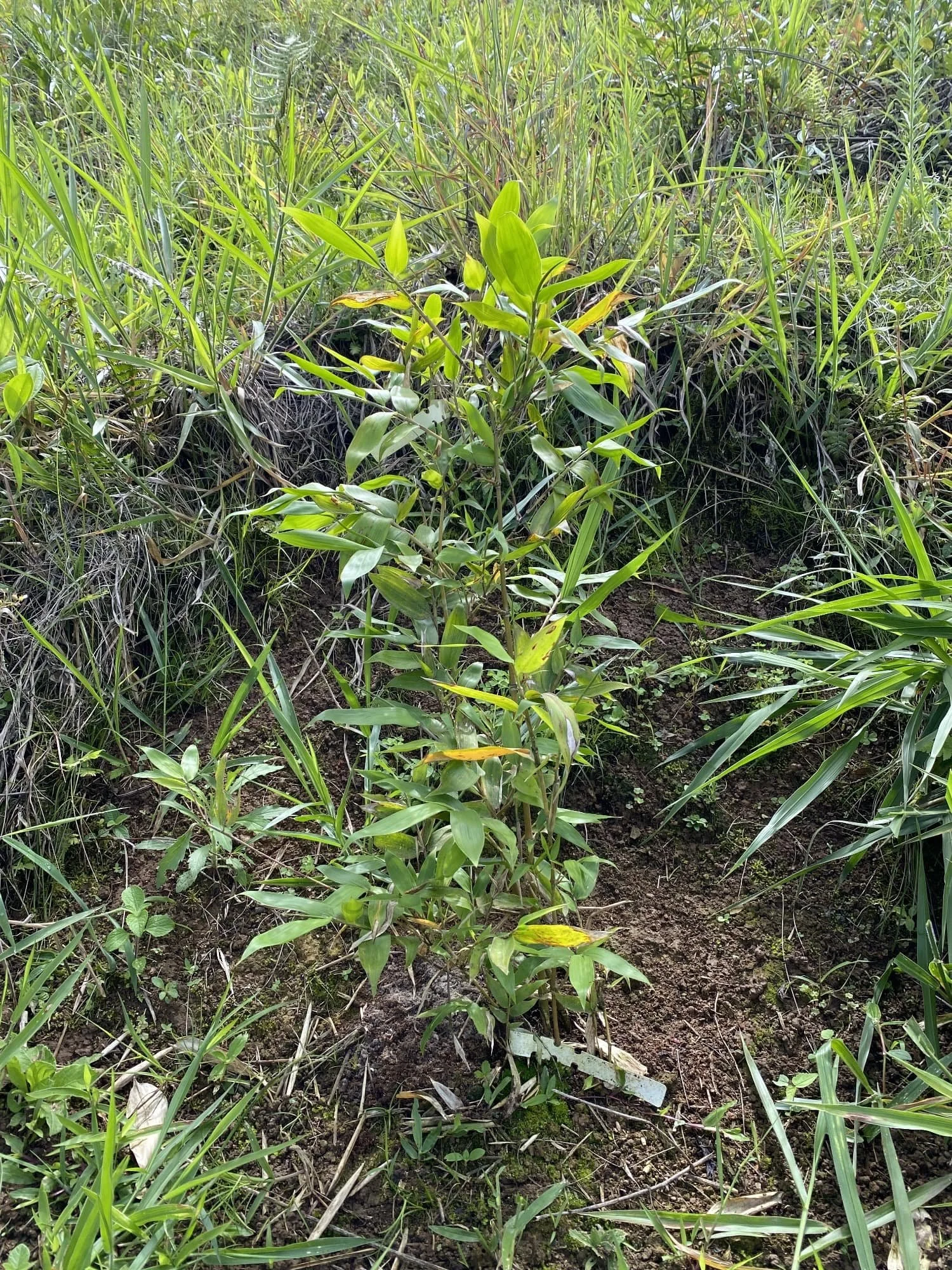 Guadua angustifolia - Sector #1