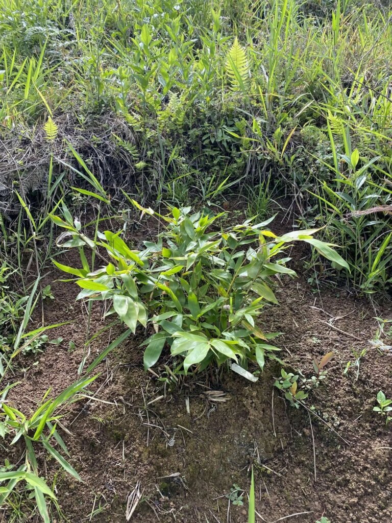 Reforestation in Colombia - Adopt a Bamboo - Sector 2