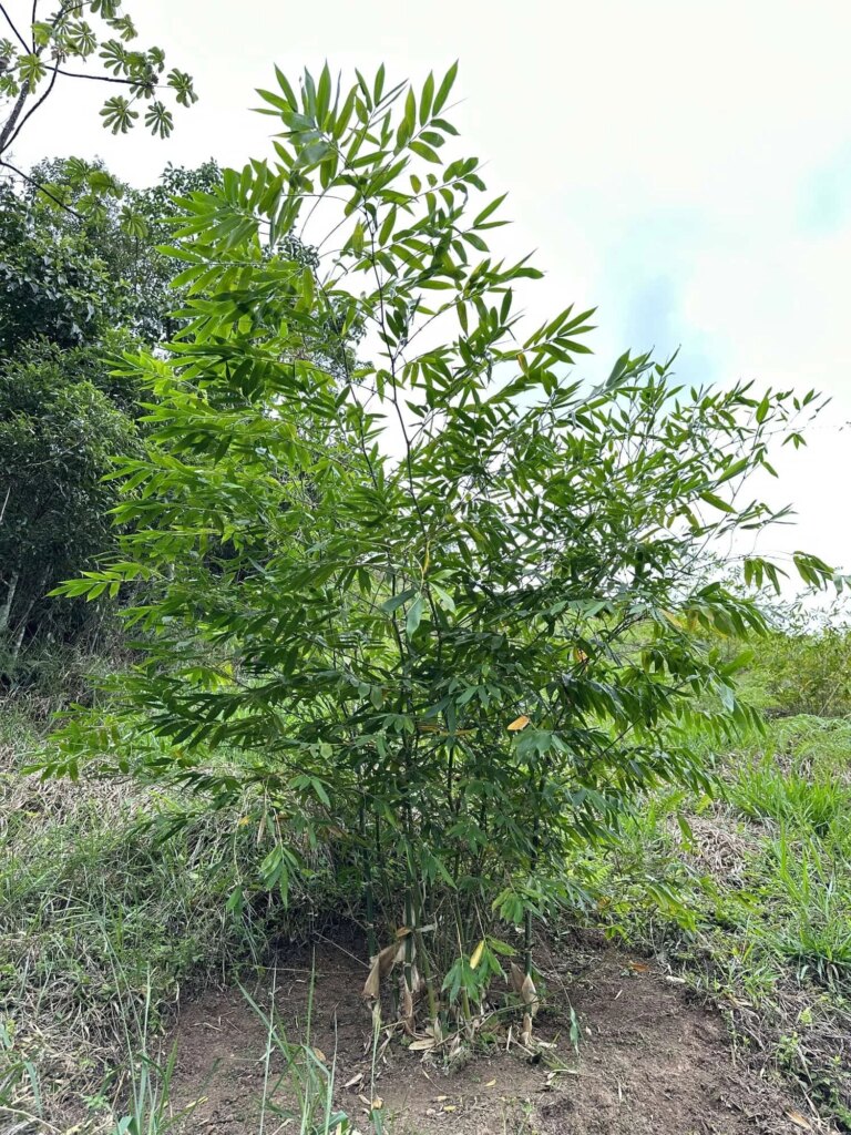Reforestation in Colombia - Adopt a Bamboo - Sector 2