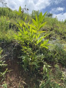 Adopt a Bamboo - Phase #1