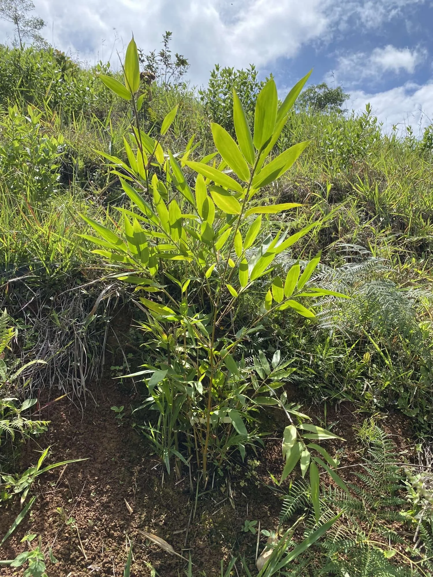 Guadua angustifolia - Sector #1 16 Guadua angustifolia - Sector #1