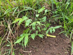 Adopt a Bamboo - Phase #1