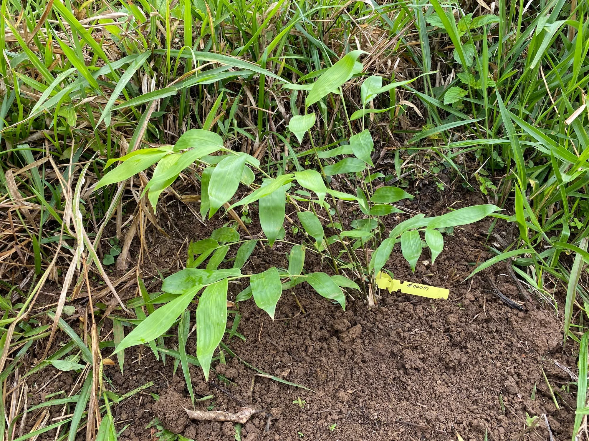 Guadua angustifolia - Sector #1 10 Guadua angustifolia - Sector #1