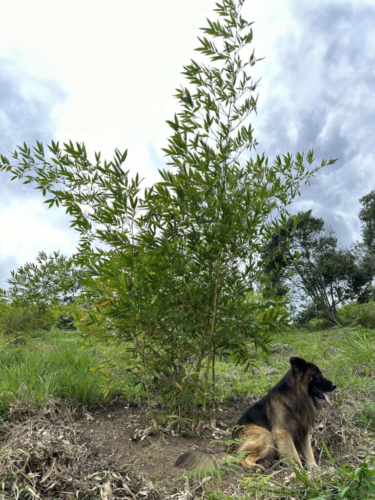 Reforestation in Colombia - Adopt a Bamboo - Sector 2