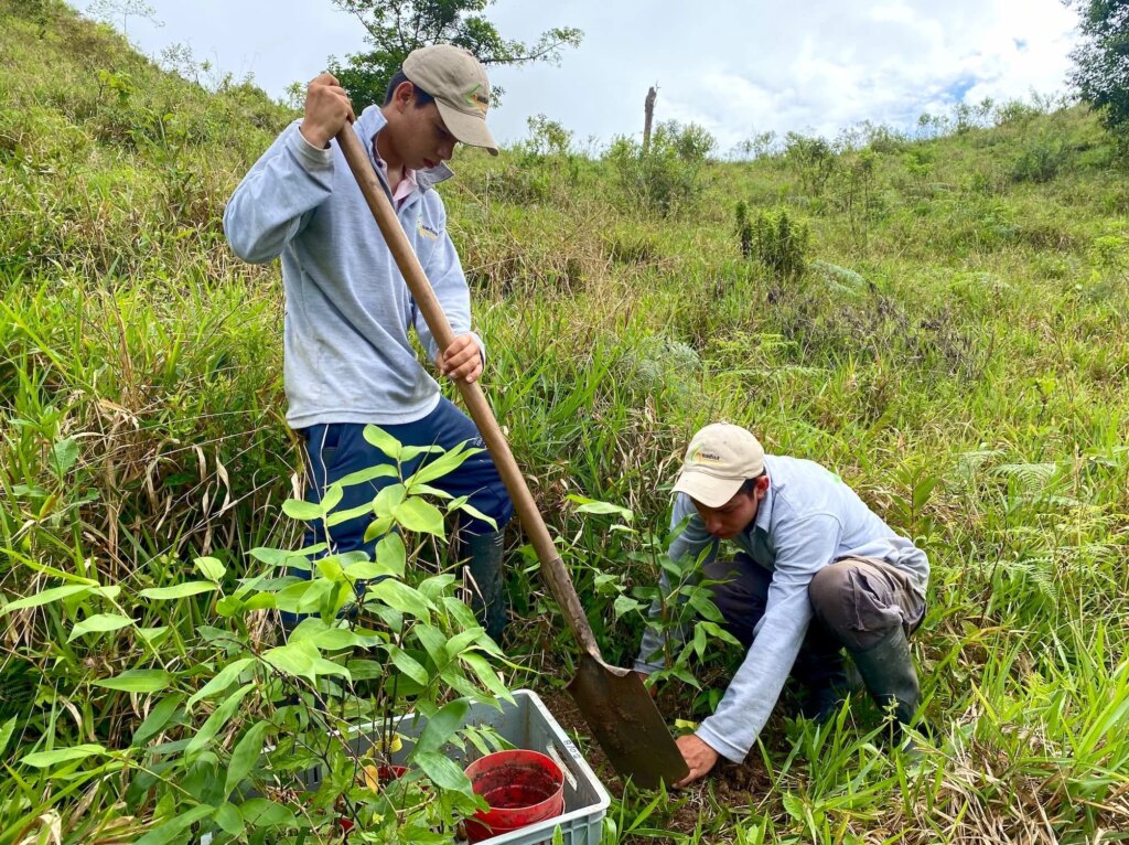 Reforestation in Colombia - Adopt a Bamboo - Sector 2