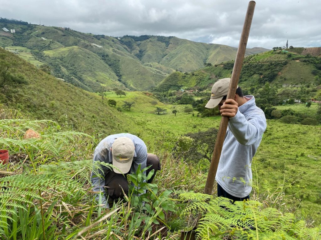 Reforestation in Colombia - Adopt a Bamboo - Sector 2