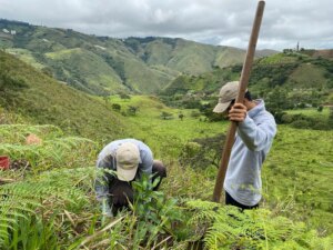 Adopt a Bamboo - Phase #1