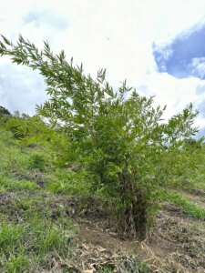 Adopt a Bamboo - Phase #1