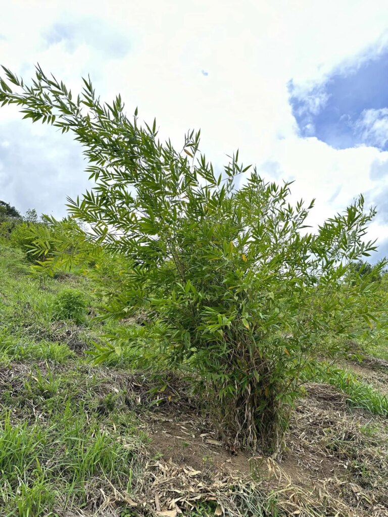 Reforestation in Colombia - Adopt a Bamboo - Sector 2
