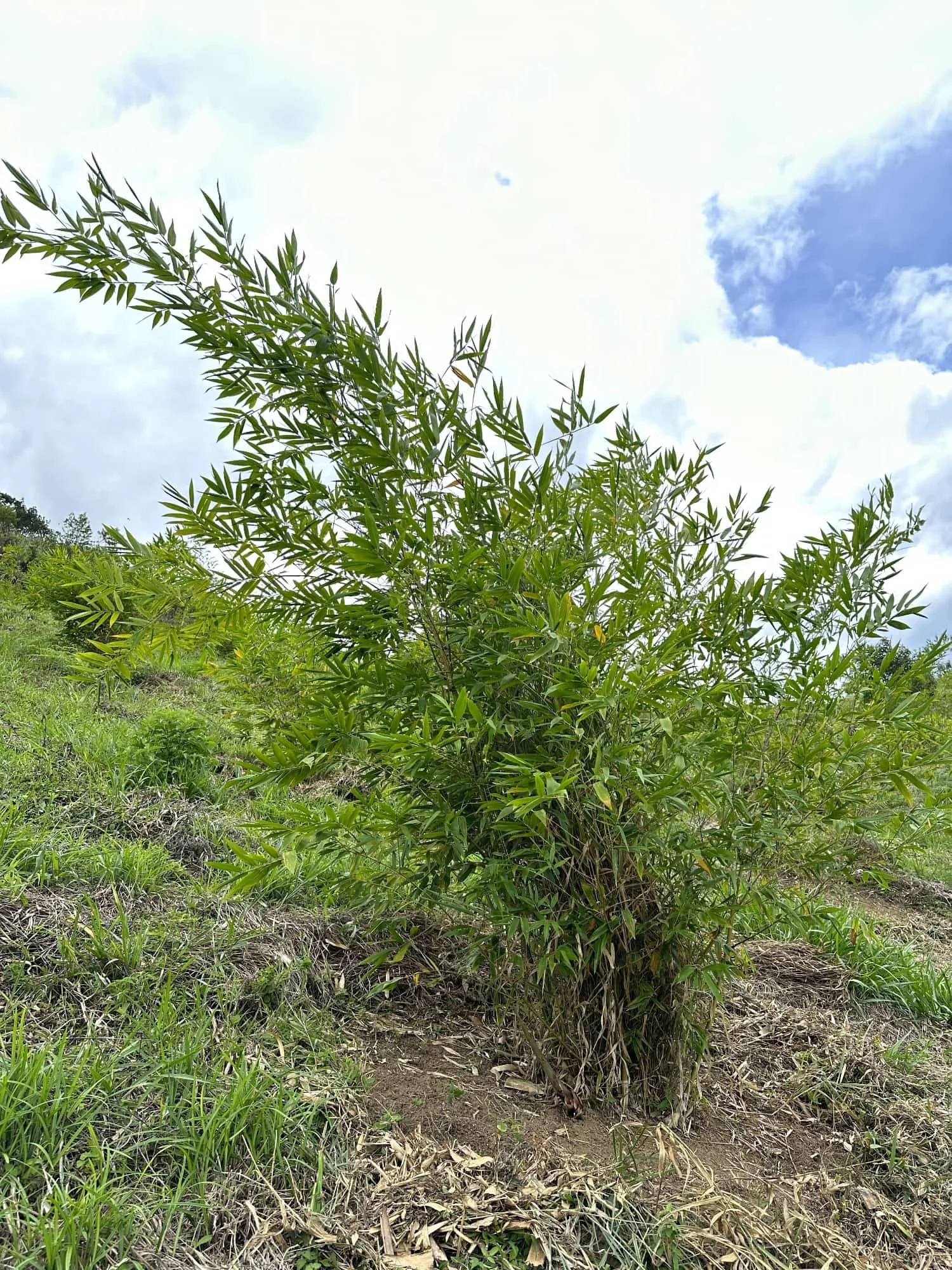 Guadua angustifolia - Sector #1 20 Guadua angustifolia - Sector #1