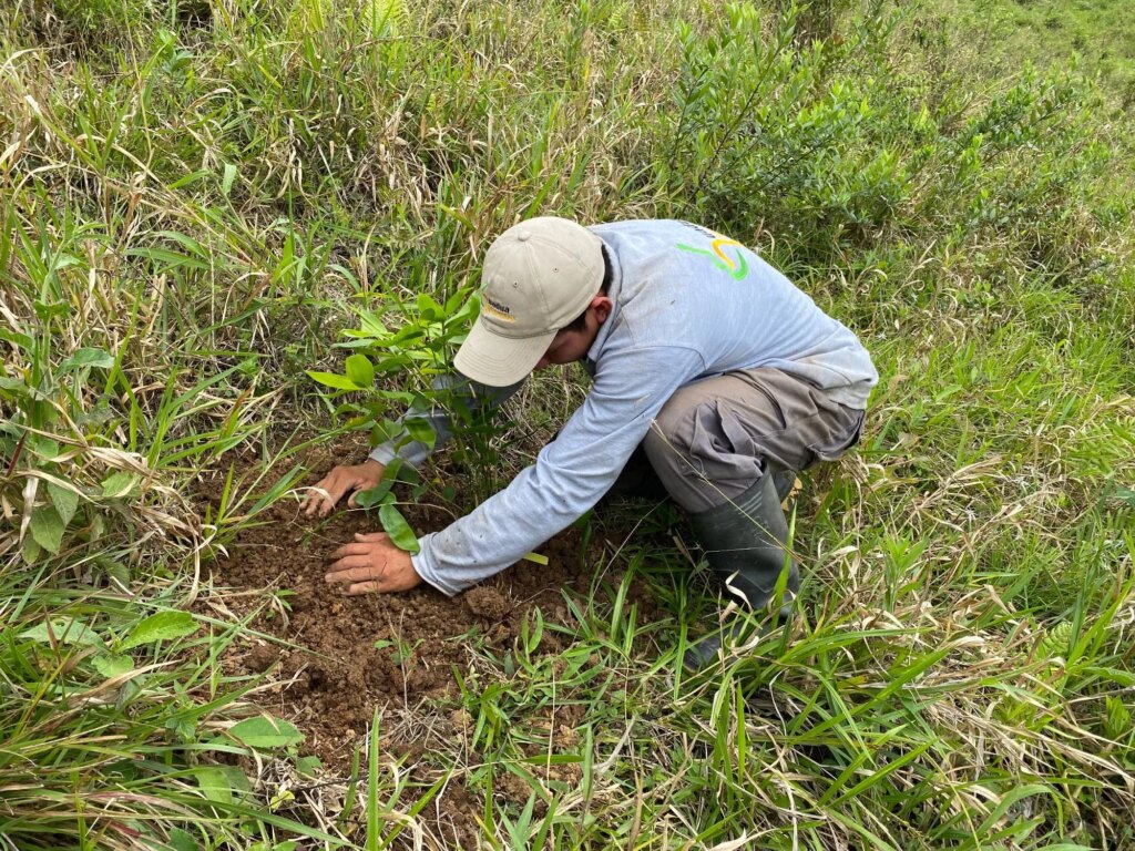 Reforestation in Colombia - Adopt a Bamboo - Sector 2