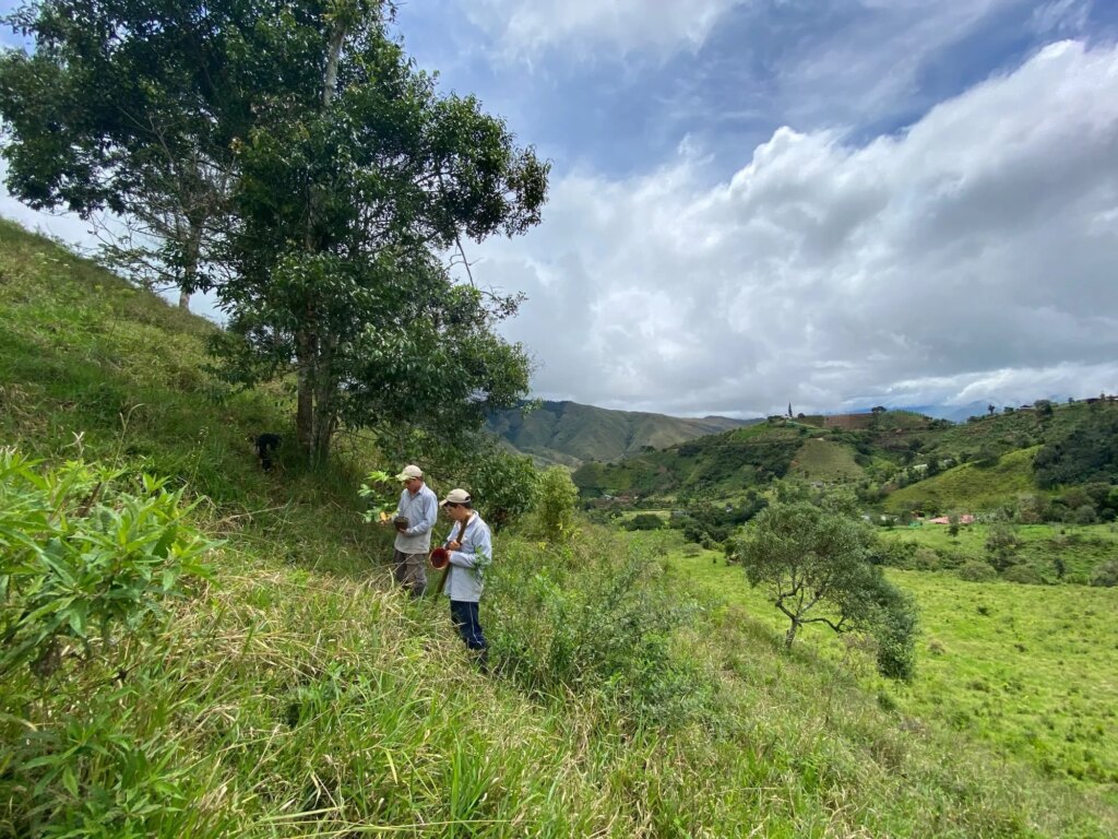 Reforestation in Colombia - Adopt a Bamboo - Sector 2