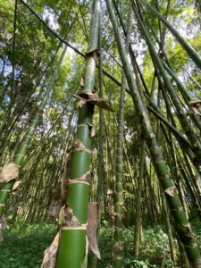 Guadua angustifolia