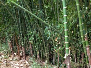 Guadua angustifolia