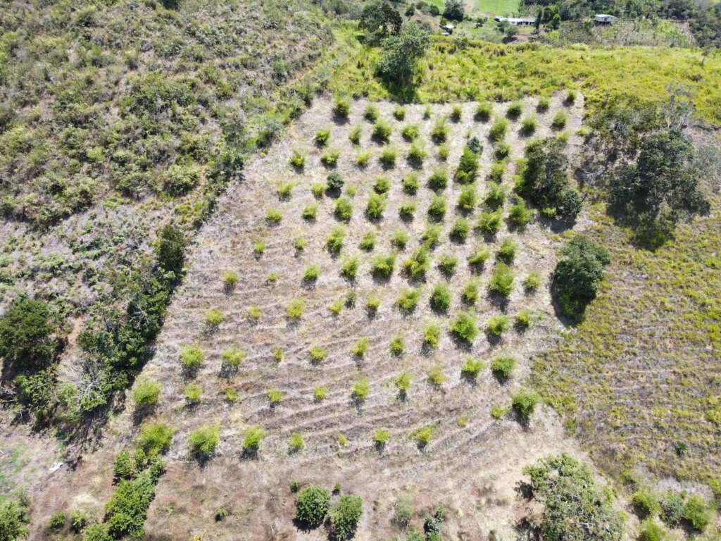 Reforestation in Colombia - Adopt a Bamboo - Sector 2