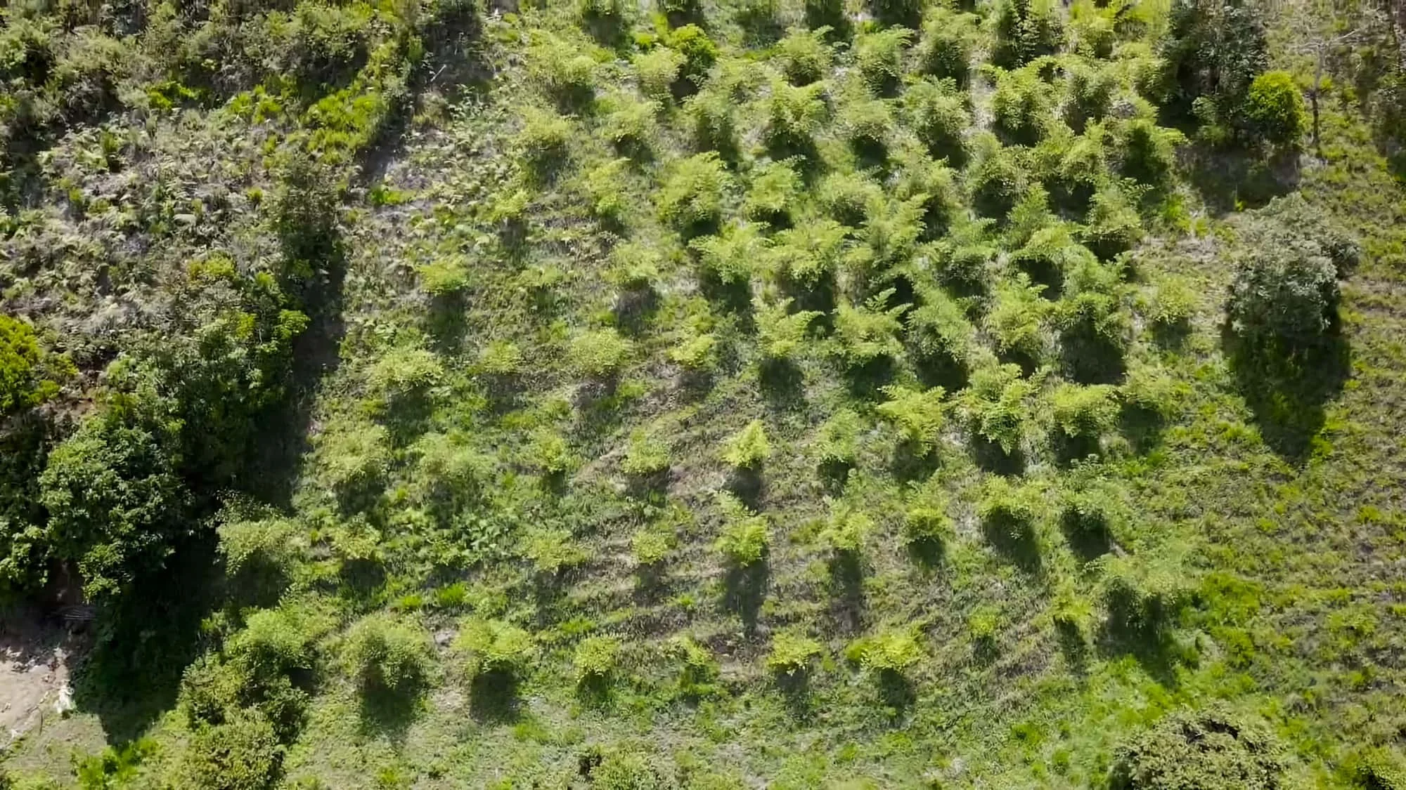 Guadua angustifolia - Sector #1 30 Guadua angustifolia - Sector #1