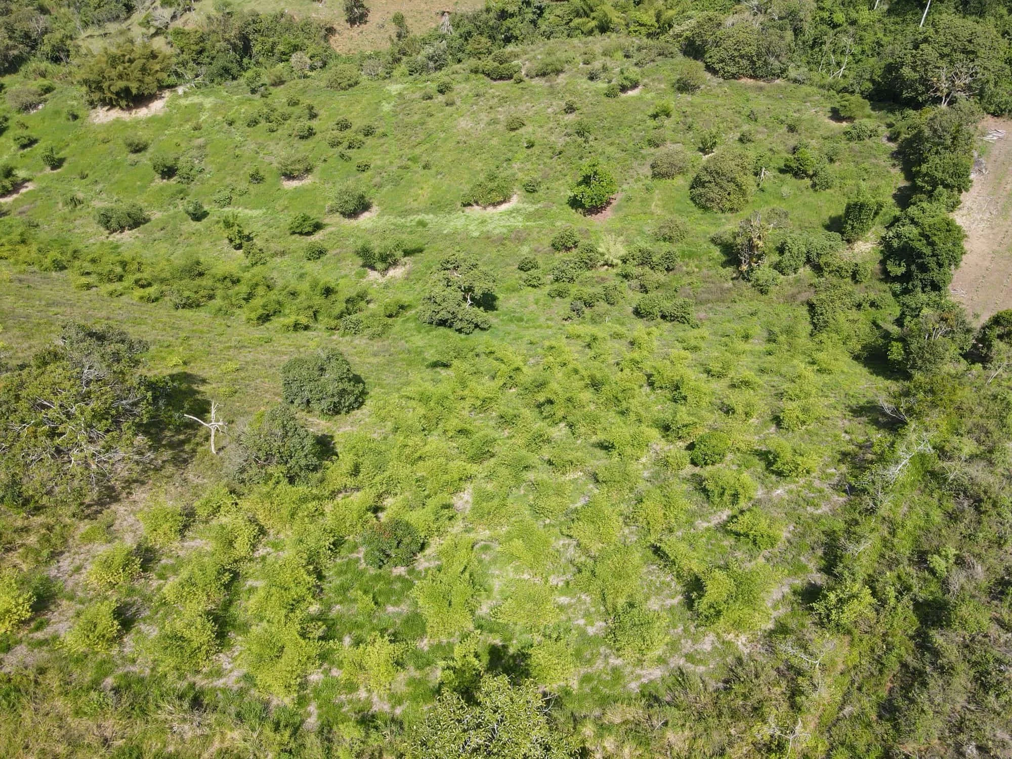 Guadua angustifolia - Sector #1 29 Guadua angustifolia - Sector #1