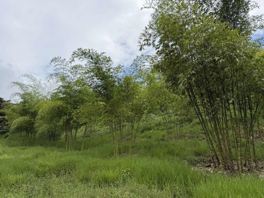 Reforestation in Colombia - Adopt a Bamboo - Sector 2