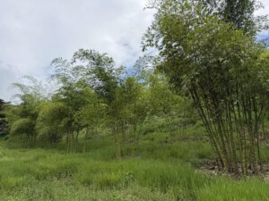 Adopt a Bamboo - Phase #1