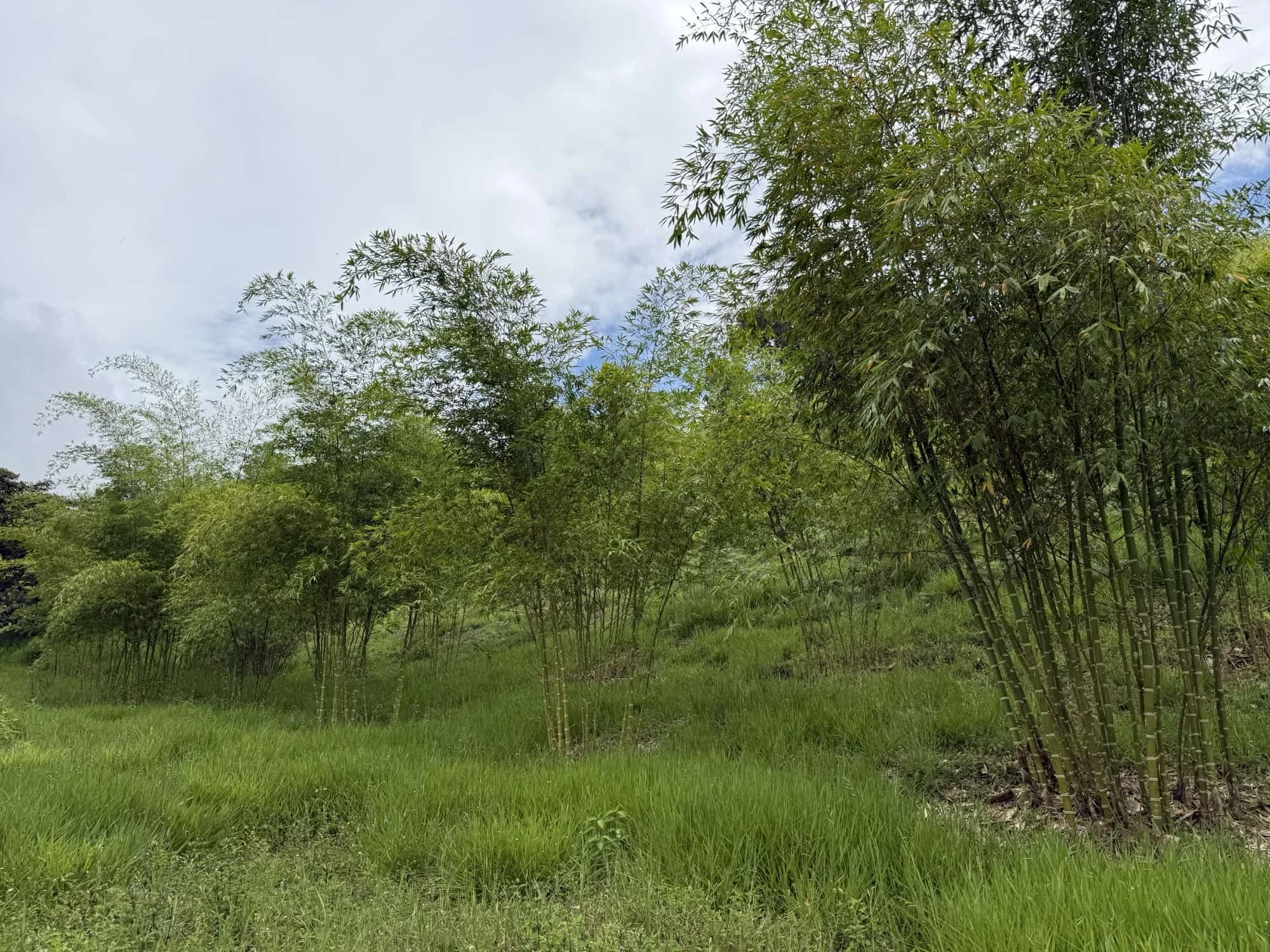 Guadua angustifolia - Sector #1 32 Guadua angustifolia - Sector #1