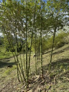 Adopt a Bamboo - Phase #1